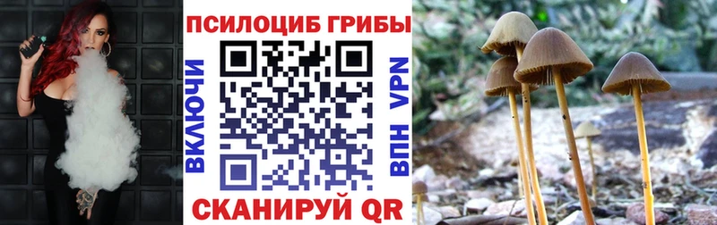 Купить  Аша  Псилоцибиновые грибы Psilocybine cubensis 